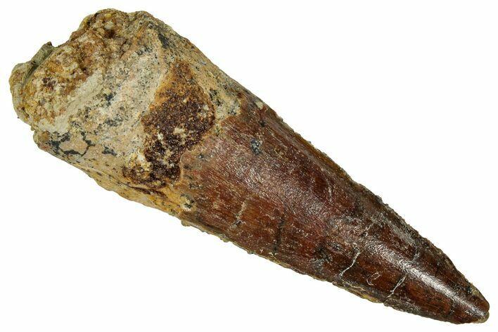 Fossil Spinosaurus Tooth - Real Dinosaur Tooth #327605